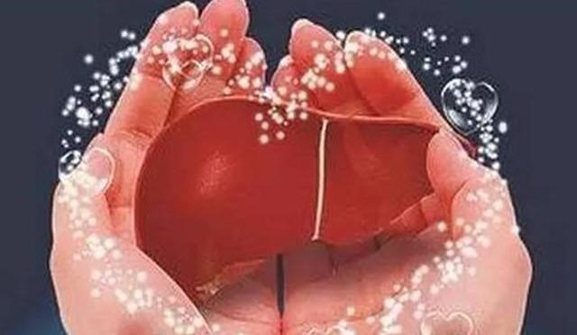 肝臟是人體代謝解毒工廠