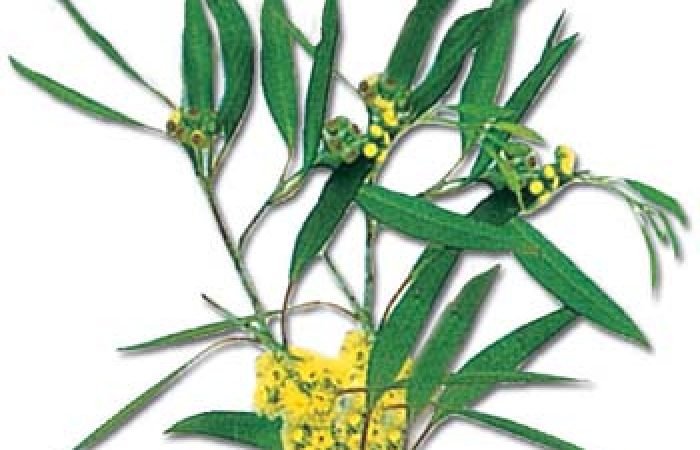 薰衣草、迷迭香….都無效！洗衣物前加「這個」，殺死80%塵蟎